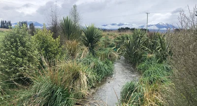Good science over 'planting more bushes'
