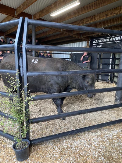 Calm and cool genetics sell well at Kaiwara bull sale