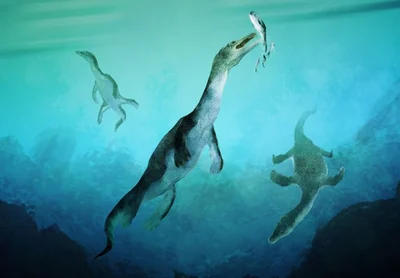 Pre-dino discovery in Mid Canterbury