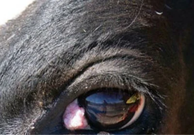 Catching eye cancer in cows early