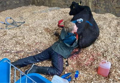 A crash course in calving