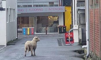 Ewe've got to be kidding me...