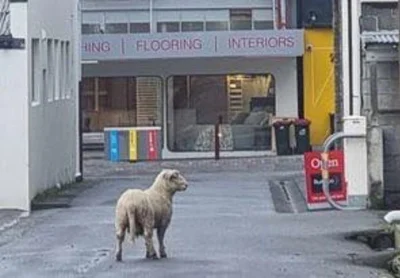 Unclaimed sheep