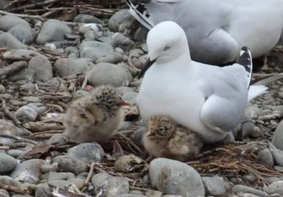 They're not like other gulls