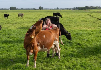 Conversing with cows