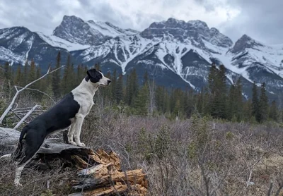 The adventures of a Mid Canty sheepdog