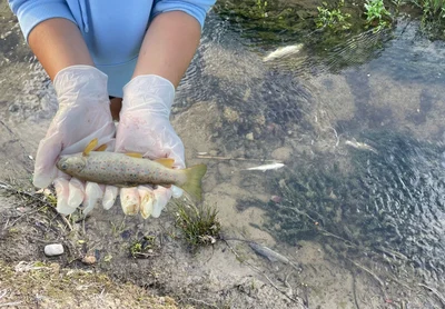 Hundreds of fish dead in Mt Somers river