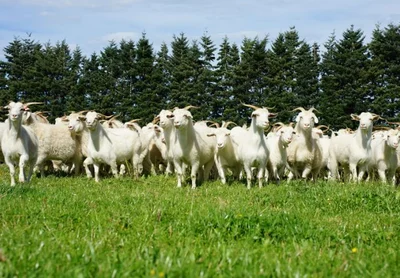 Cashing in on cashmere