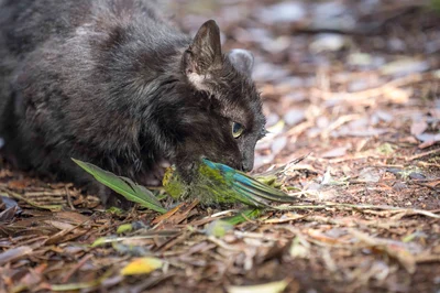 Clawing back control from feral cats