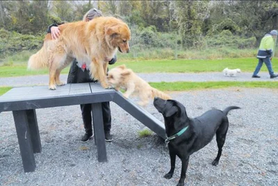 Big dogs bark back