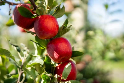 People a core focus for new apple orchard project