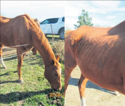 Horse cruelty ends 
in lifetime ban