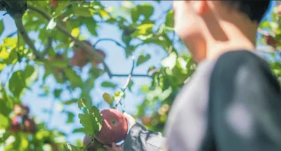 Don’t fear fruit for kids