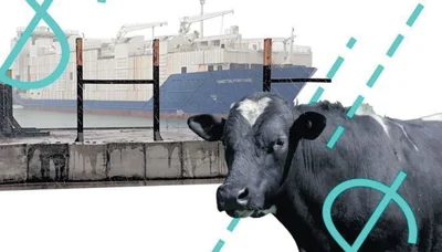 No upgrade for cattle class
