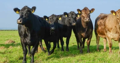 Livestock trader fined $10,000