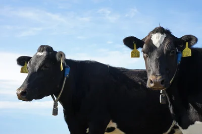 2025/26 milk price drops again