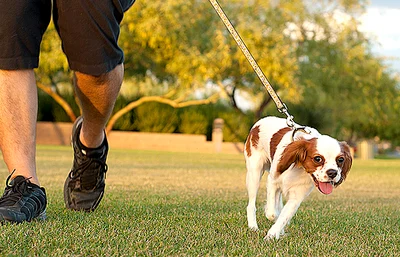 Dog fees to rise 7% after freeze bid fails