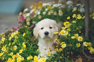 Just Got a New Puppy?