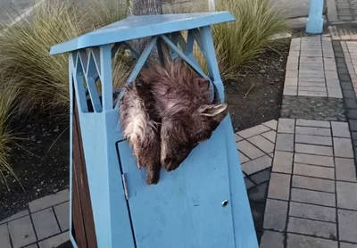 Tahr out that’s gross: Dead animal crammed in public rubbish bin