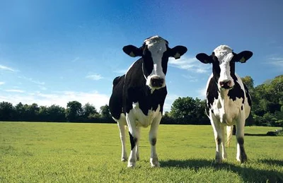 Dairy industry pumps $737m into Mid Canterbury economy