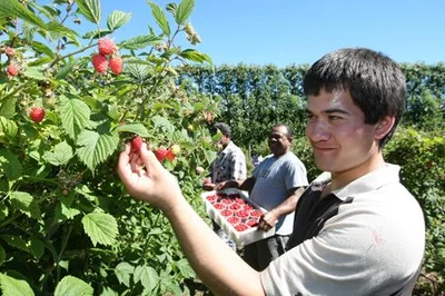 Big hopes for bumper berry harvest