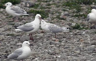 Gulls thrive at busy river nesting site