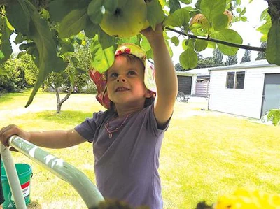 Fruit for life scheme grows roots