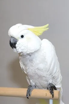 Cockatoos stolen from domain aviary