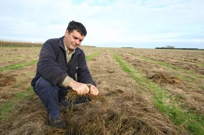 Mid Canterbury crops reach breaking point