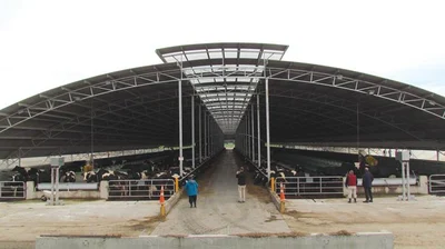 Cow barns could be the way of the future
