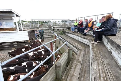 Annual calf sale benefits IHC by $65,000
