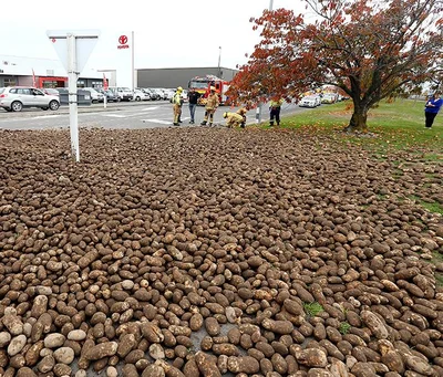 A sea of spuds