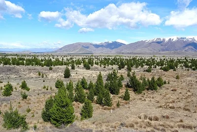 Wilding pines put area under threat