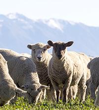 Live sheep trade resumes