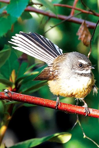 Fantails on the increase