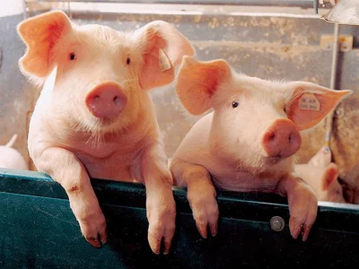 Pig producers’ returns stable