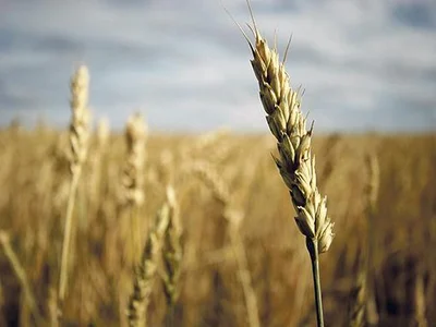 Farmers urged to clear grain, spread risk