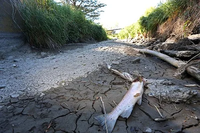 Fish die in dry drain