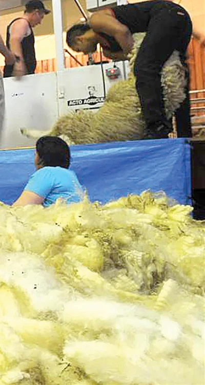 Demand for longer wools strengthens at SI auction