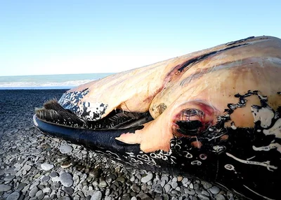 Whale on beach mutilated