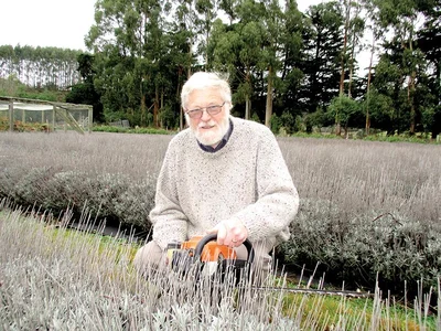 Lavender lovers flock to town