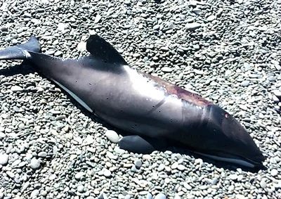Hector’s dolphin washes up on Dorie Beach