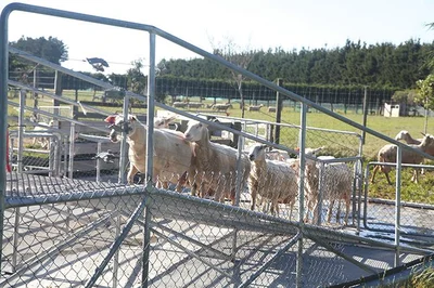 Milking sheep a viable alternative