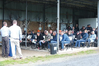 Prices at stag sale ‘pretty fair money’