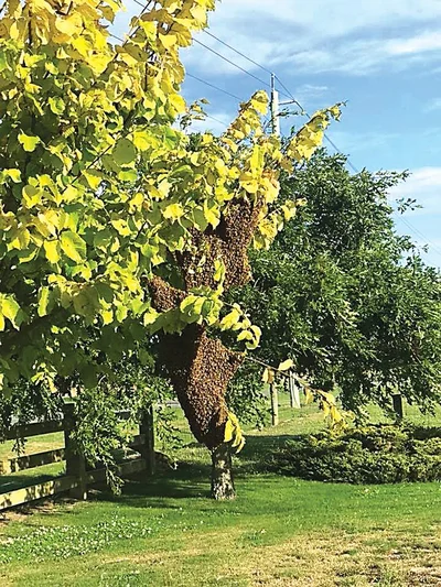 Apiarist called in to move wild hive