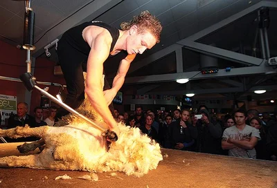 Speed shearing again coming to a pub near you