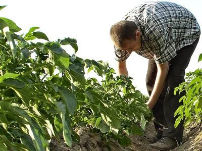 Growers scramble to beat potato virus