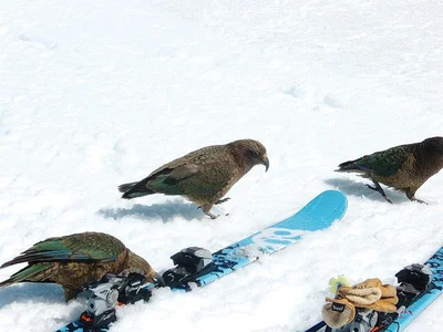 Giving kea a fighting chance