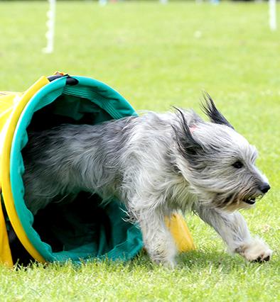 Agility put to the test (+ pics)