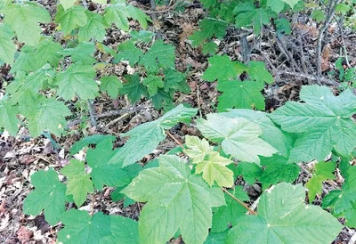 Sycamores a highly invasive weed